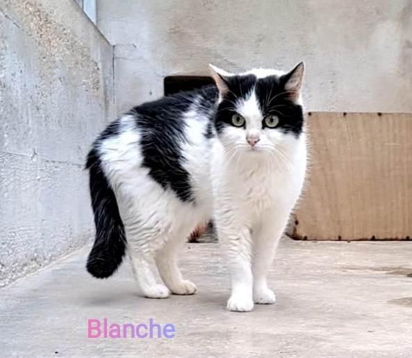 Blanche