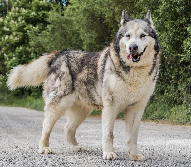 Baïka - Femelle - Malamute - 01/06/12