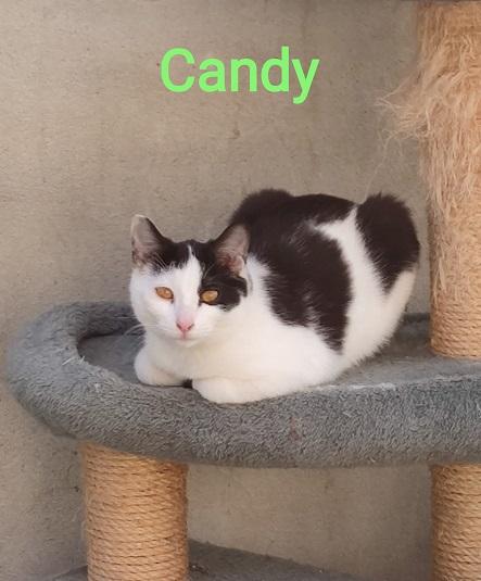 Candy