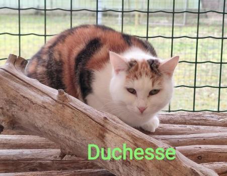 Duchesse