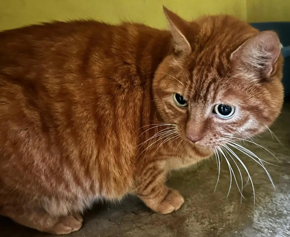 Garfield