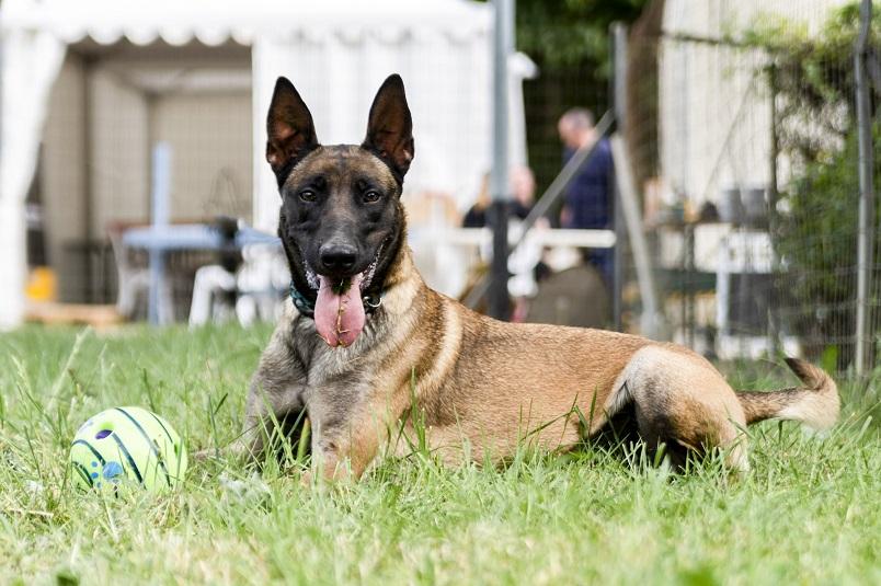 Kara - Femelle - Malinoise - 10/11/19