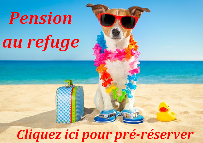 Pension canine