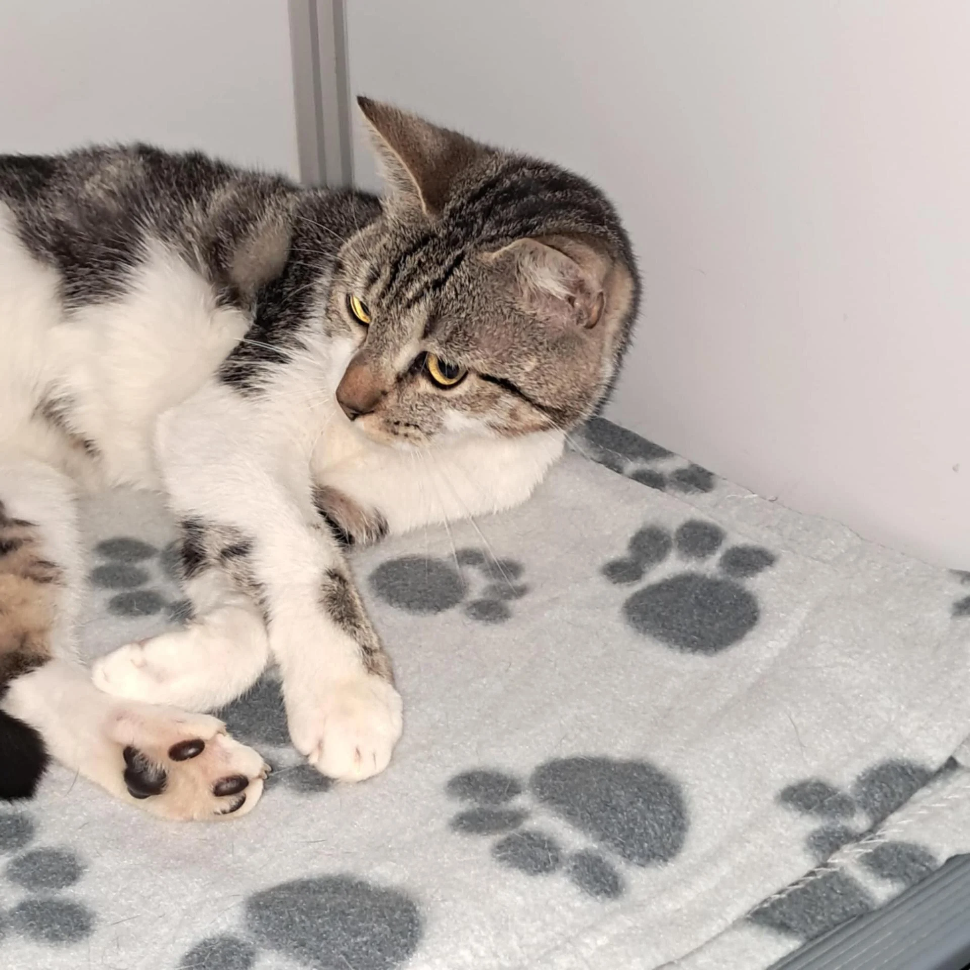 Messenger creation 0a837c51 1e4f 451c 8dd5 f8d8be2cb881