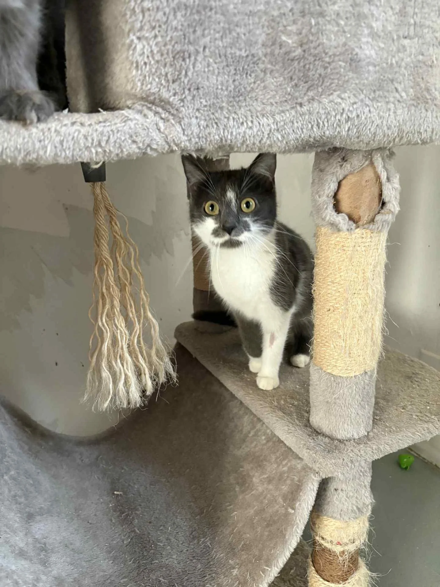 Messenger creation 5916d1f6 fb32 4740 bbdc 9de7b9f15ecf