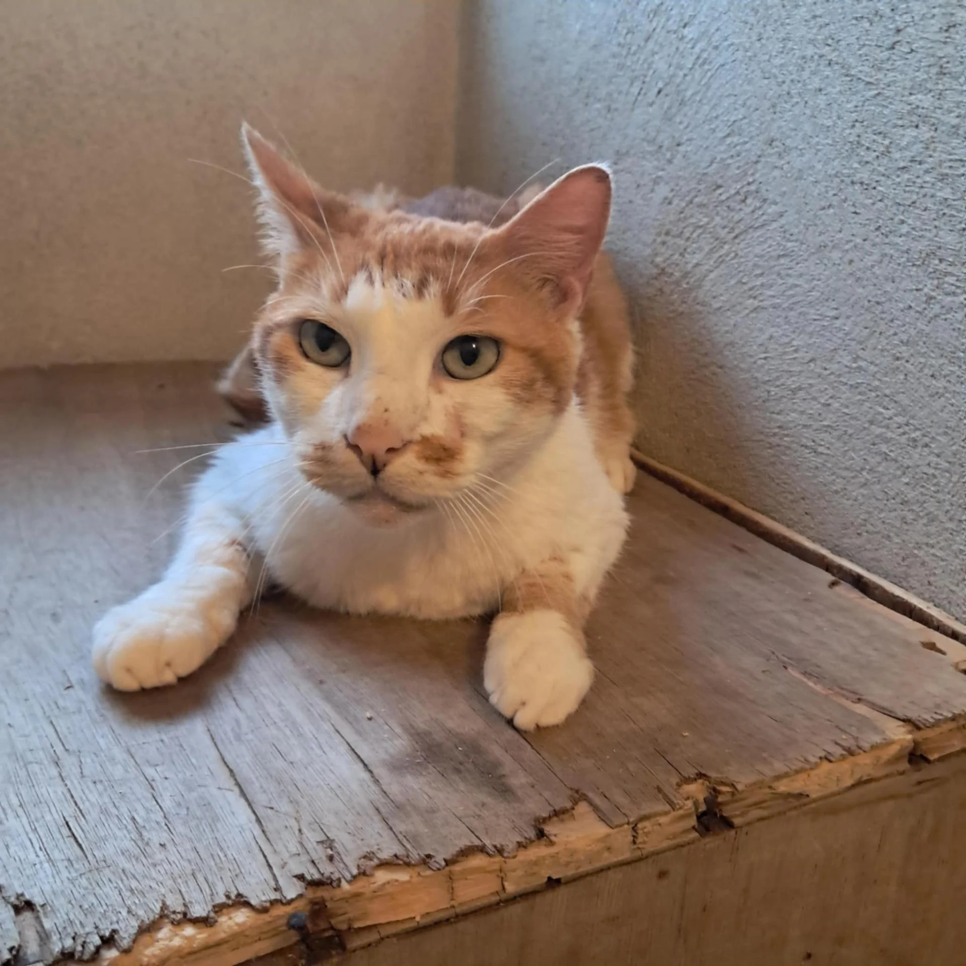 Messenger creation e192d229 b9ae 4324 ad0a 0994b018920b