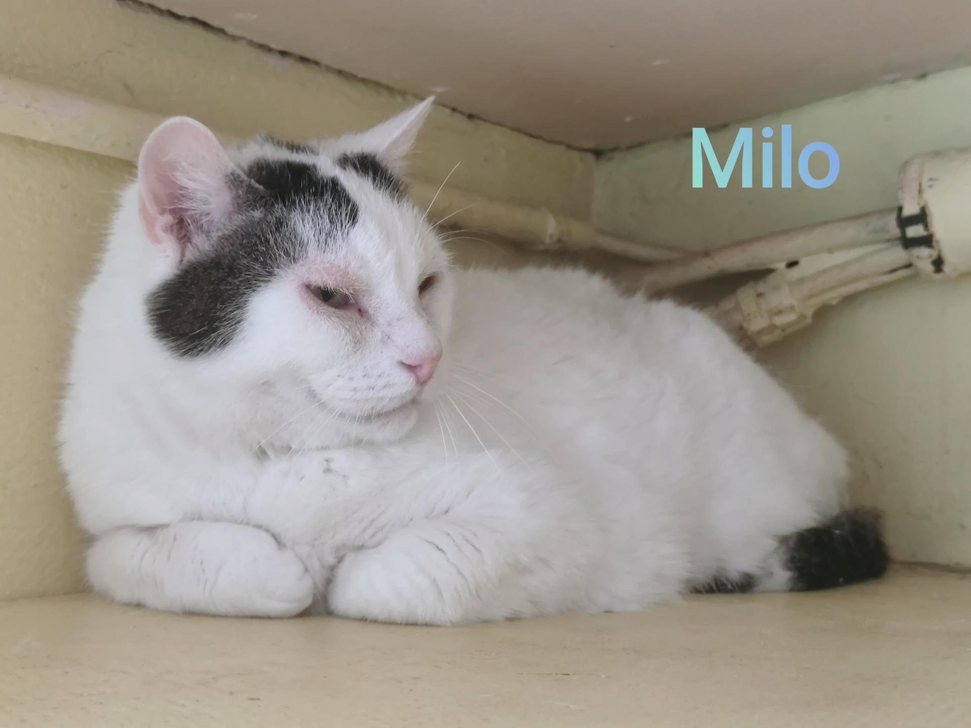 Milo