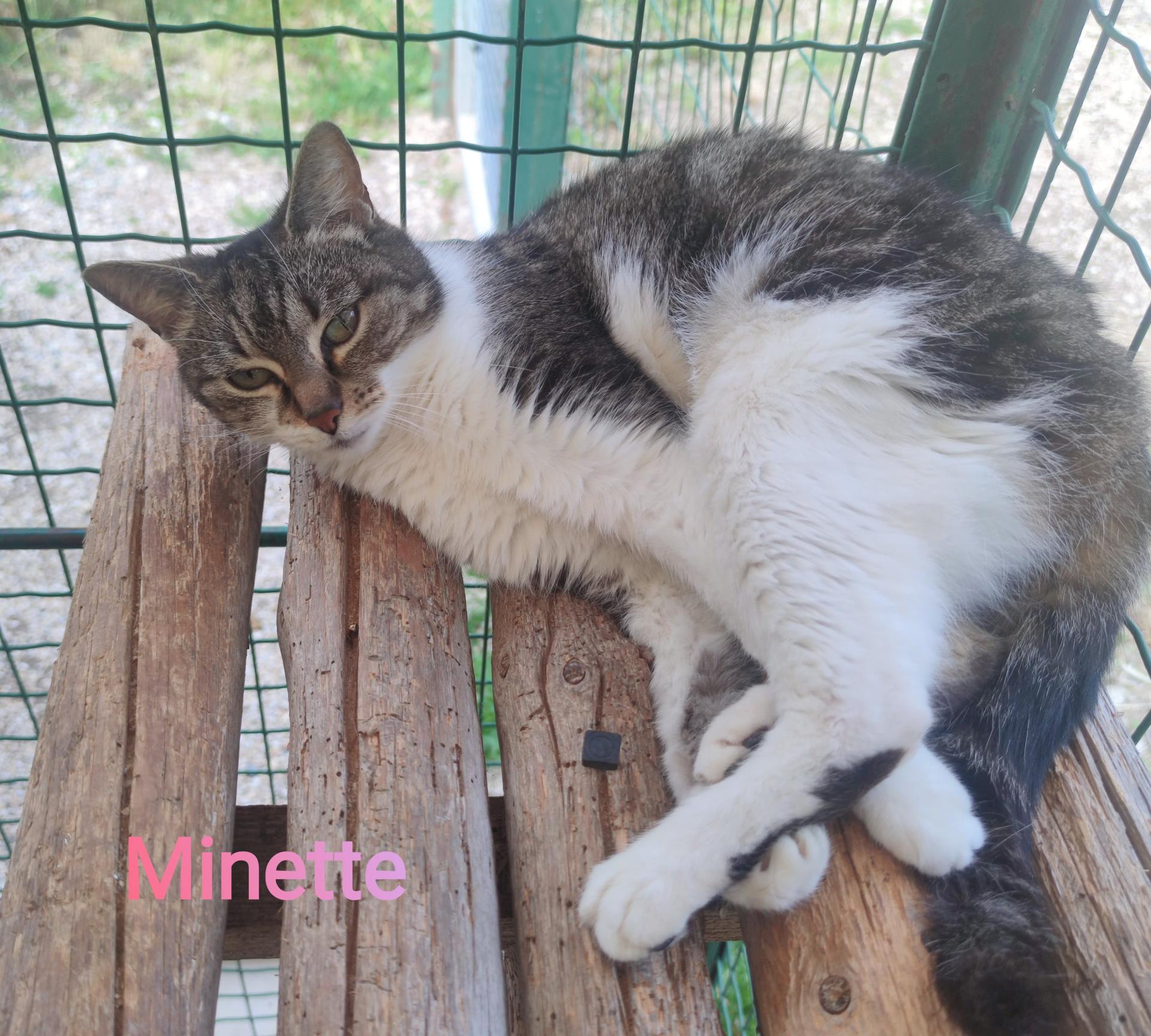 Minette