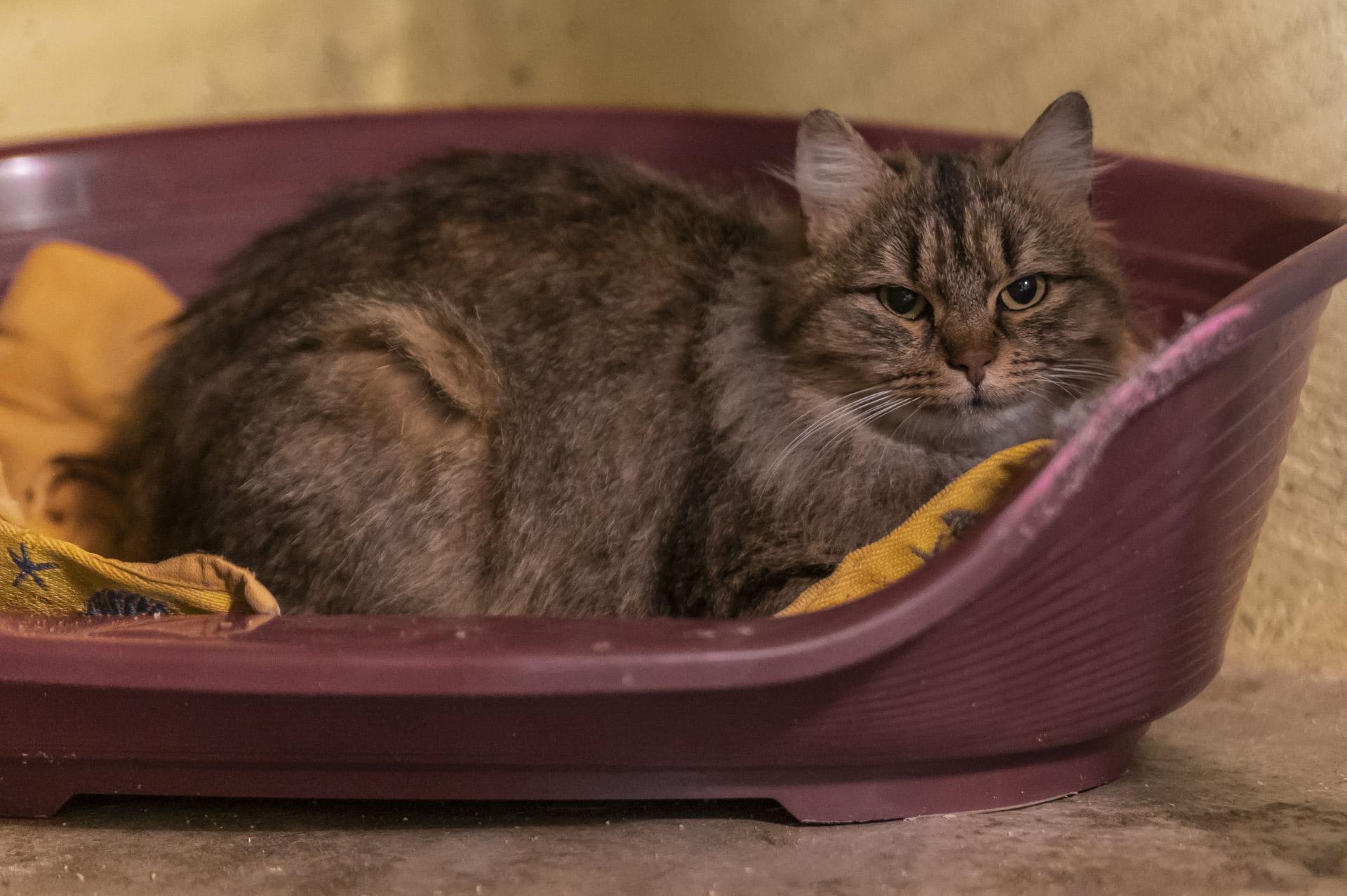 Shooting animalier adoptions apparence photo 0042
